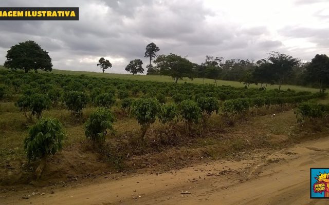 Hamburgueria do Sul de Minas é eleita a melhor do Brasil com hambúrguer defumado em lenha de café