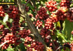 Festa do Café agita Poços e sacas de microlotes passam de R$ 5 mil em leilão