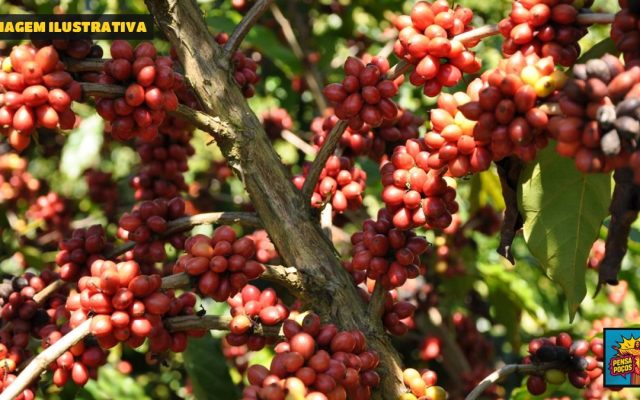 Safra de grãos bate recorde e chega a 354,5 milhões de toneladas, mas arroz e trigo caem