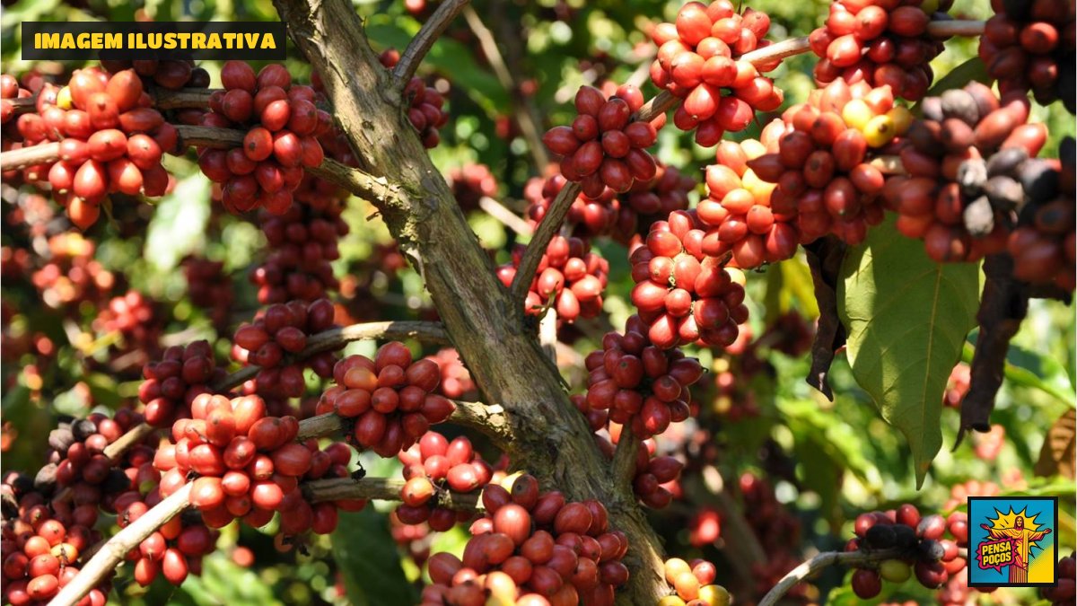 Safra de grãos bate recorde e chega a 354,5 milhões de toneladas, mas arroz e trigo caem
