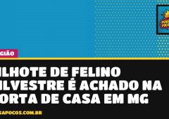 Filhote de felino silvestre aparece na porta de casa em chácara de Santa Rita do Sapucaí