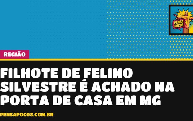 Filhote de felino silvestre aparece na porta de casa em chácara de Santa Rita do Sapucaí
