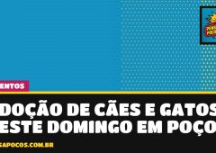 Quer um novo amigo? Feira de adoção de cães e gatos acontece domingo em Poços