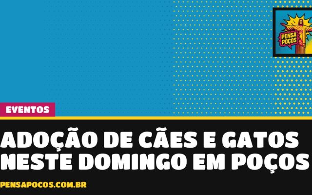 Quer um novo amigo? Feira de adoção de cães e gatos acontece domingo em Poços